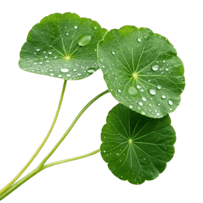 Centella Asiatica